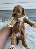 Candy, a female Cavapoo for sale in Crab Orchard, KY – Photo 5 of 5