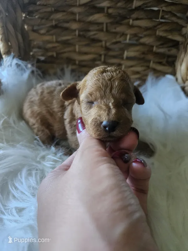Gizmo – Cavapoo puppy for sale in Crab Orchard, KY