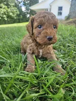 Stormy, a male Cavapoo for sale in Crab Orchard, KY – 4 of 5
