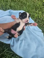 Louie, a male Australian Shepherd for sale in Crab Orchard, KY – 4 of 5