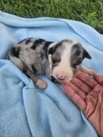 Lacey, a female Australian Shepherd for sale in Crab Orchard, KY – 3 of 5