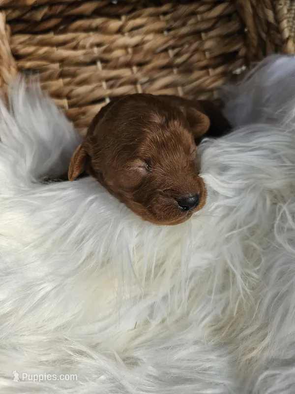 Huck – Cavapoo puppy for sale in Crab Orchard, KY