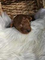 Huck, a male Cavapoo for sale in Crab Orchard, KY – 1 of 5