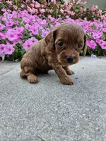 Goose, a male Cavapoo for sale in Crab Orchard, KY – 4 of 5