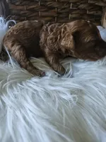 Gus, a male Cavapoo for sale in Crab Orchard, KY – 3 of 7