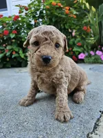 Waffle, a female Bichpoo for sale in Crab Orchard, KY – 3 of 5