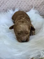 Marlie, a female Cavapoo for sale in Crab Orchard, KY – 4 of 4