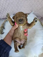 Marlie, a female Cavapoo for sale in Crab Orchard, KY – 2 of 4