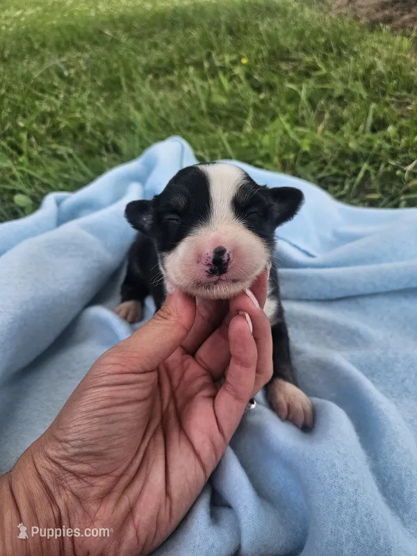 Louie – Australian Shepherd puppy for sale in Crab Orchard, KY