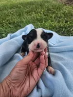 Louie, a male Australian Shepherd for sale in Crab Orchard, KY – 1 of 5