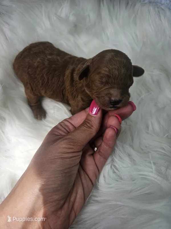 Sandy – Cavapoo puppy for sale in Crab Orchard, KY