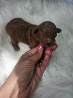 Sandy, a female Cavapoo for sale in Crab Orchard, KY – 1 of 4
