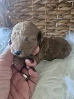 Gyspy, a female Cavapoo for sale in Crab Orchard, KY – 3 of 7