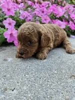 Hazel , a female Cavapoo for sale in Crab Orchard, KY – 6 of 6
