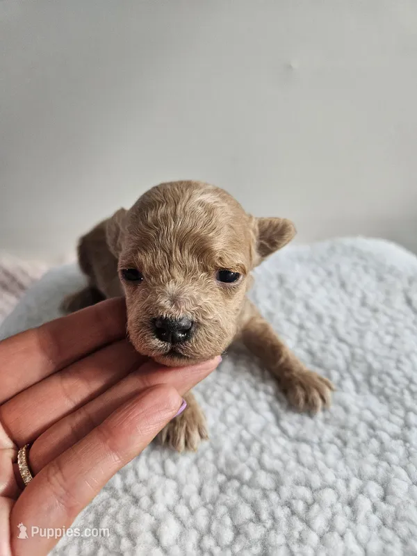 Buster – Bichpoo puppy for sale in Crab Orchard, KY