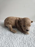 Buster, a male Bichpoo for sale in Crab Orchard, KY – Photo 4 of 4