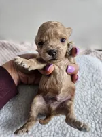 Buster, a male Bichpoo for sale in Crab Orchard, KY – Photo 3 of 4