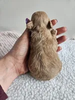 Buster, a male Bichpoo for sale in Crab Orchard, KY – Photo 2 of 4