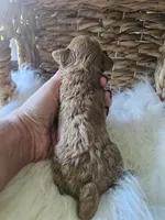 Gyspy, a female Cavapoo for sale in Crab Orchard, KY – 2 of 7