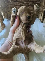 Griff, a male Cavapoo for sale in Crab Orchard, KY – 2 of 7