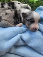 Luna, a female Australian Shepherd for sale in Crab Orchard, KY – 1 of 8