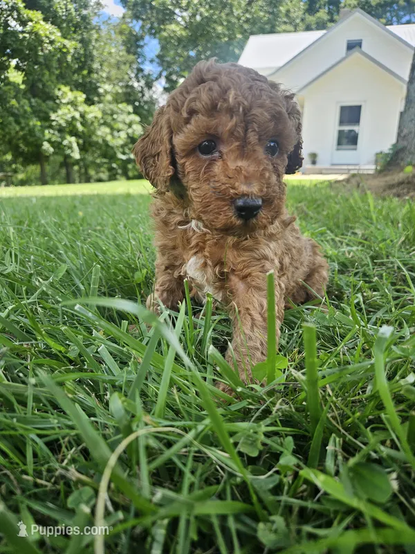 Judge – Cavapoo puppy for sale in Crab Orchard, KY