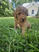 Judge, a male Cavapoo for sale in Crab Orchard, KY – 1 of 5