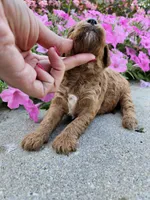 Hazel , a female Cavapoo for sale in Crab Orchard, KY – 3 of 6