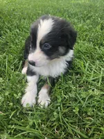 Louie, a male Australian Shepherd for sale in Crab Orchard, KY – 4 of 4