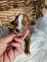 Hallie, a female Cavapoo for sale in Crab Orchard, KY – 2 of 5