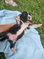 Ledger, a male Australian Shepherd for sale in Crab Orchard, KY – 6 of 7