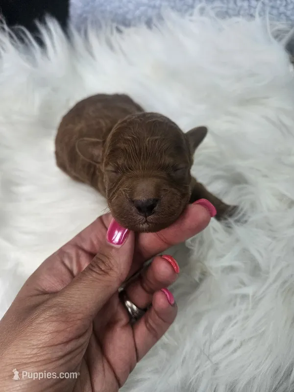 Stormy – Cavapoo puppy for sale in Crab Orchard, KY