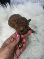 Stormy, a male Cavapoo for sale in Crab Orchard, KY – 1 of 5