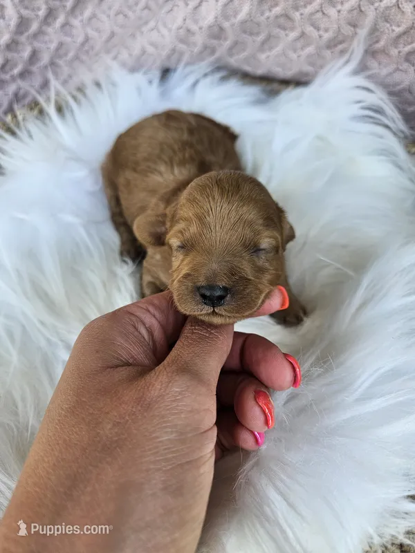 Mars – Cavapoo puppy for sale in Crab Orchard, KY
