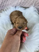 Mars, a male Cavapoo for sale in Crab Orchard, KY – 1 of 4