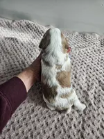 Abbie, a female Cavapoo for sale in Crab Orchard, KY – Photo 4 of 7