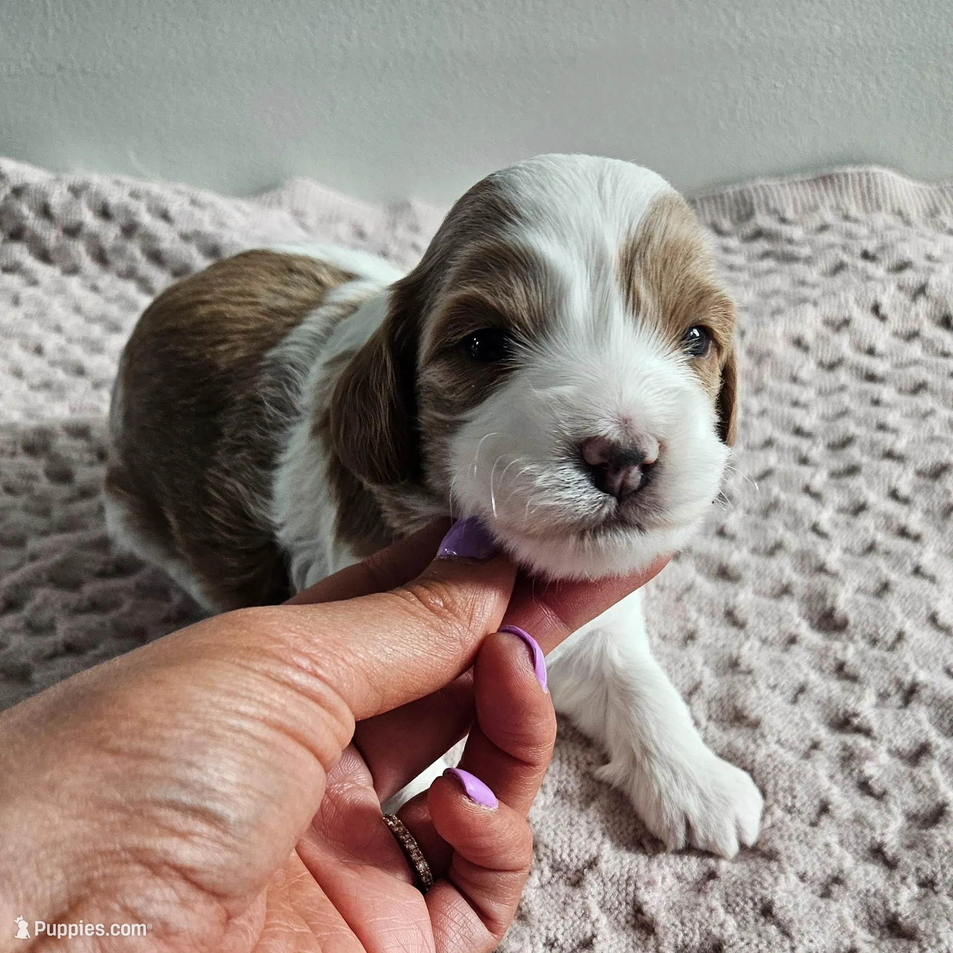 Abbie – Cavapoo puppy for sale in Crab Orchard, KY