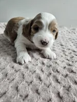 Abbie, a female Cavapoo for sale in Crab Orchard, KY – Photo 2 of 7