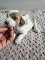 Abbie, a female Cavapoo for sale in Crab Orchard, KY – Photo 3 of 7