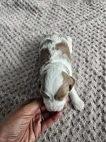 Abbie, a female Cavapoo for sale in Crab Orchard, KY – Photo 7 of 7