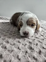 Abbie, a female Cavapoo for sale in Crab Orchard, KY – Photo 5 of 7