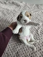 Abbie, a female Cavapoo for sale in Crab Orchard, KY – Photo 6 of 7