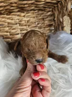Hazel , a female Cavapoo for sale in Crab Orchard, KY – 4 of 5