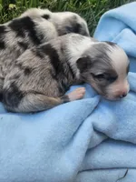 Luna, a female Australian Shepherd for sale in Crab Orchard, KY – 2 of 8