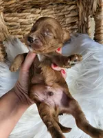 Hank, a male Cavapoo for sale in Crab Orchard, KY – 2 of 4