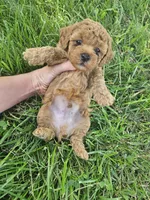 Rhett, a male Bichpoo for sale in Crab Orchard, KY – 5 of 6