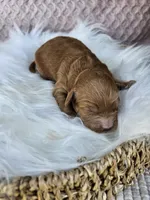 Timber, a male Cavapoo for sale in Crab Orchard, KY – 2 of 4
