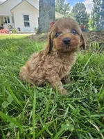 Mars, a male Cavapoo for sale in Crab Orchard, KY – 2 of 5
