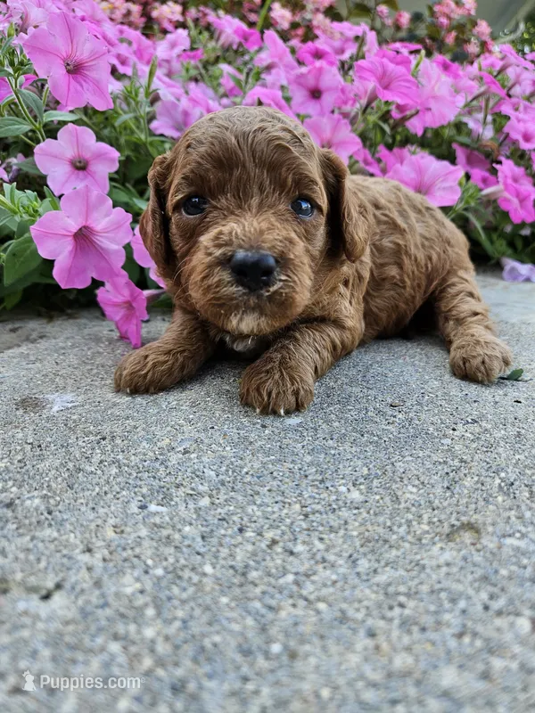 Hazel  – Cavapoo puppy for sale in Crab Orchard, KY