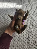 Cheif, a male Cavapoo for sale in Crab Orchard, KY – Photo 4 of 5